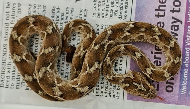 docakx's tweet photo. A 🧵 on FIRST AID in snakebite🐍
First a question ❓️
How important is 𝙠𝙞𝙡𝙡𝙞𝙣𝙜/𝙘𝙖𝙥𝙩𝙪𝙧𝙞𝙣𝙜 the snake ( for identification) which has bitten the victim, for the management of snakebite❓️
Answer and discussion in 🧵 👇
#MedTwitter #MedEd #MedX https://t.co/Tctt8QKOJL