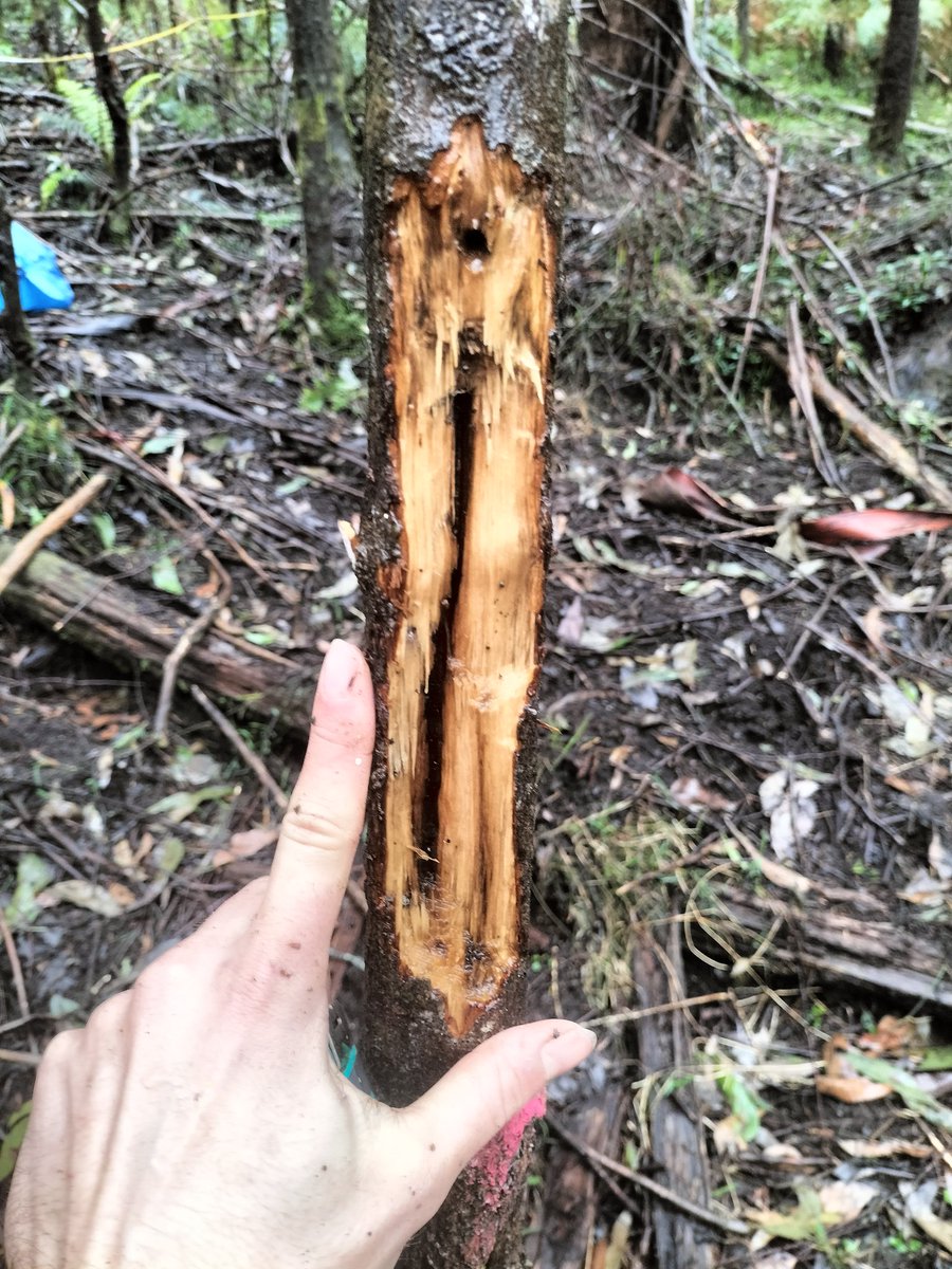 Julianthebirder's tweet photo. Some new and old damage from Yellow-Tailed Black-Cockatoo foraging on a Christmas Bush. Both quite severe attacks yet the tree lives on! https://t.co/x8XnzVG2w2