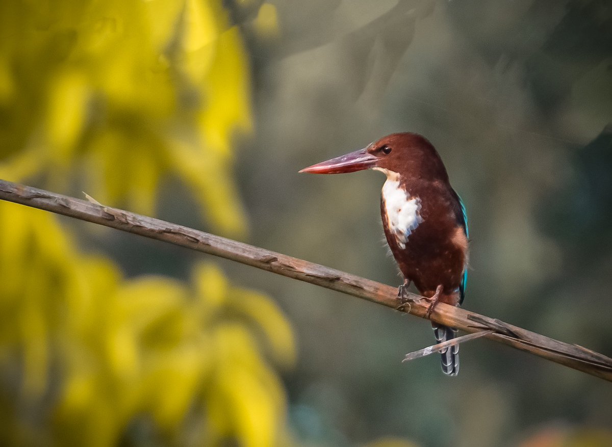 AtifTaj10's tweet photo. White-throated kingfisher
.
Kathore
@sindhwildlife @WWFPak @OrnithoPakistan @NikonIndia @NikonUSA @Britnatureguide @dawn_com @DiscoverpakTv @extremeforests @GreenPkTV @natgeowild https://t.co/C8pA5u3GGx