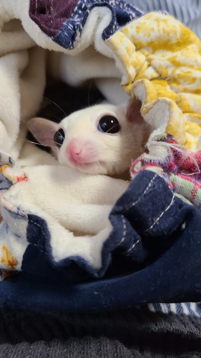 この角度、目線最高ではないですか?
#フクロモモンガ #フクロモモンガリューシ #sugarglider #flyingphalanger #pet   
#petlover 
#animal