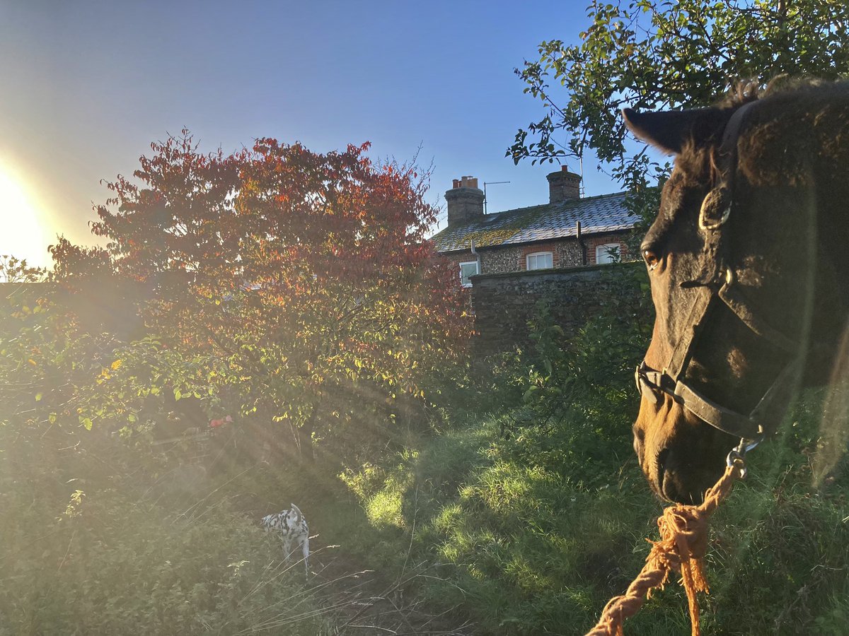 JohnWathenBerry's tweet photo. Cold this morning in Newmarket. The first (ground) frost of the autumn. 3 degrees at daybreak. Forecast high 10. But it’s a gloriously sunny day #Blakeney #Gus #Morston #BriefGoodbye #FlyingStar https://t.co/Mqw8zP8P2j