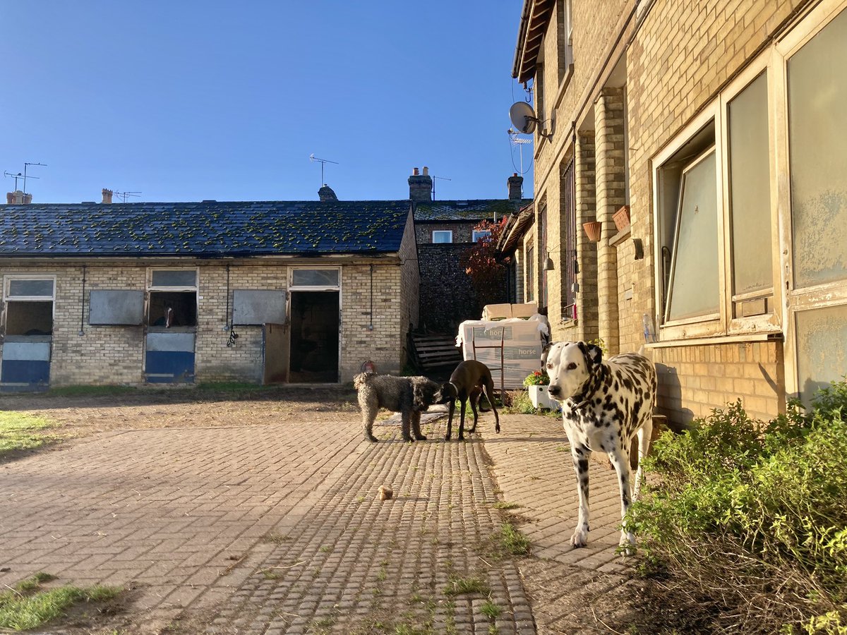 JohnWathenBerry's tweet photo. Cold this morning in Newmarket. The first (ground) frost of the autumn. 3 degrees at daybreak. Forecast high 10. But it’s a gloriously sunny day #Blakeney #Gus #Morston #BriefGoodbye #FlyingStar https://t.co/Mqw8zP8P2j