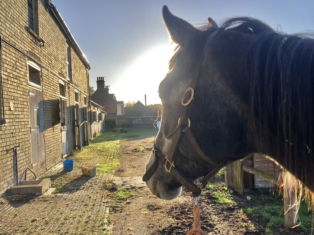 JohnWathenBerry's tweet photo. Cold this morning in Newmarket. The first (ground) frost of the autumn. 3 degrees at daybreak. Forecast high 10. But it’s a gloriously sunny day #Blakeney #Gus #Morston #BriefGoodbye #FlyingStar https://t.co/Mqw8zP8P2j