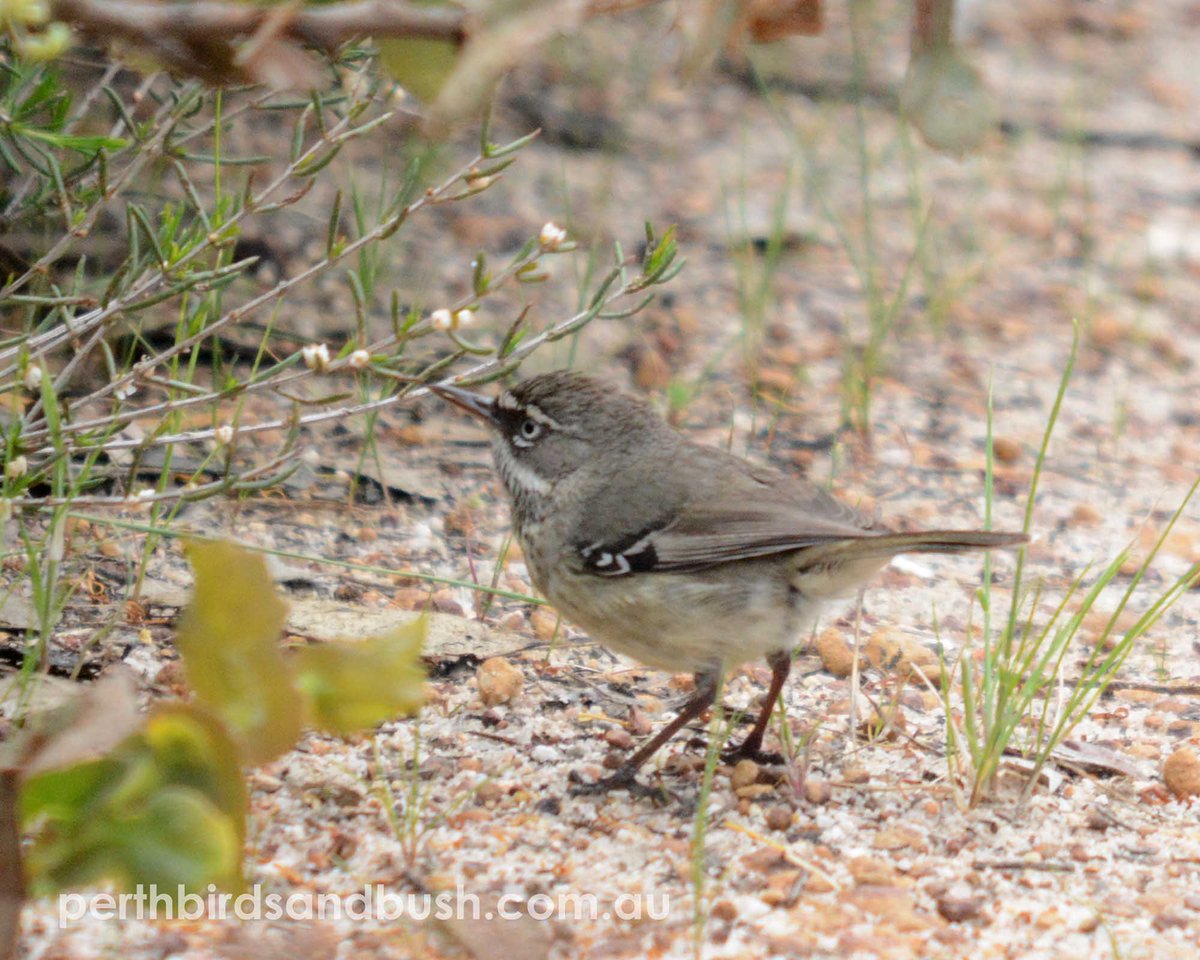 AndPerth's tweet image. Nice to see this Blue-breasted Fairy-wren and Spotted Scrubwren out in the Wandoo east of #Perth.
#BirdsSeenIn2023 #birds #birding #westernaustralia