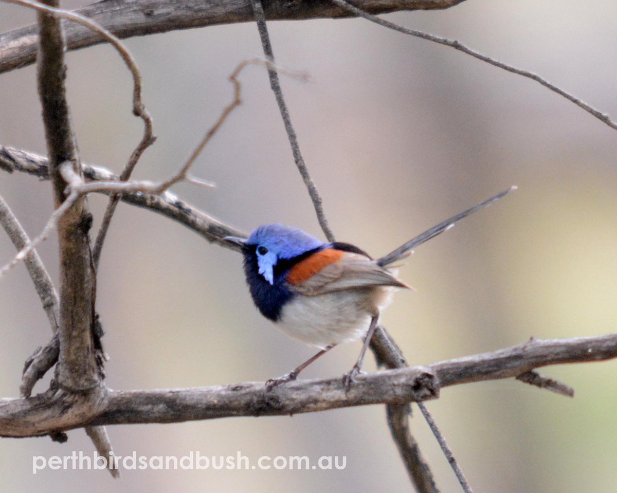 AndPerth's tweet image. Nice to see this Blue-breasted Fairy-wren and Spotted Scrubwren out in the Wandoo east of #Perth.
#BirdsSeenIn2023 #birds #birding #westernaustralia