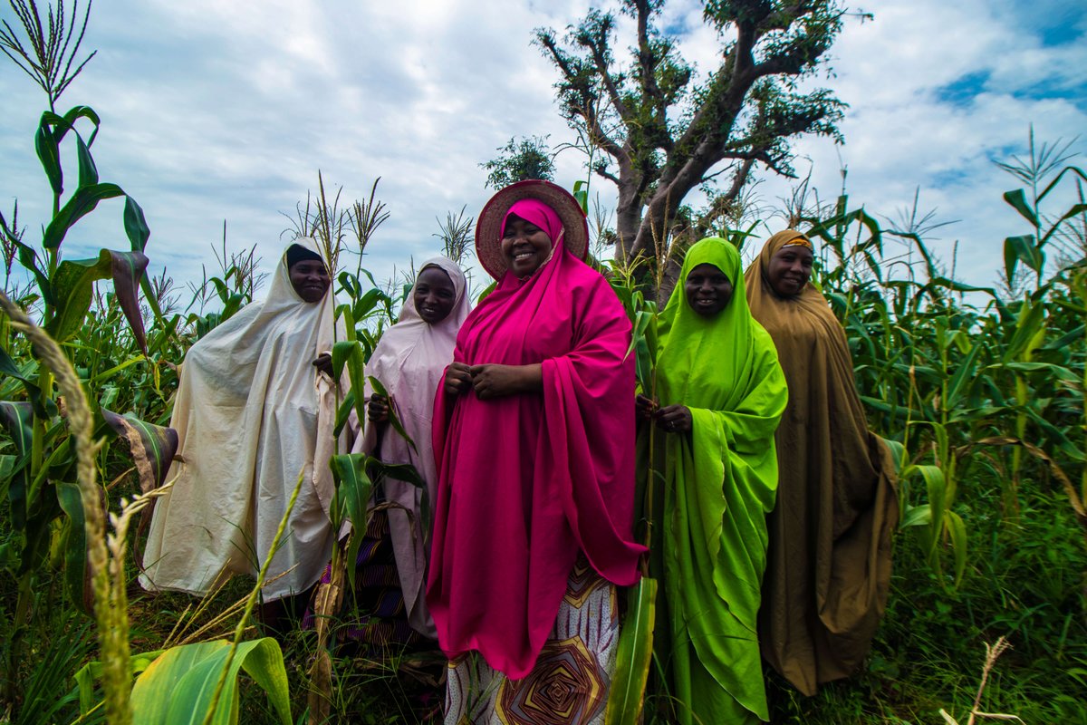 This #InternationalDayofRuralWomen, we introduce you to Hajia Rabi Attu Habibu and her fellows from the Likoro Women Farmers’ Cooperative
Through our partnership with <a href="/ThriveAgric/">ThriveAgric</a> Agric, Hajia Habibu alone produces 100 bags of maize from a 4-hectare farm
ow.ly/4vf150PW1Wf.