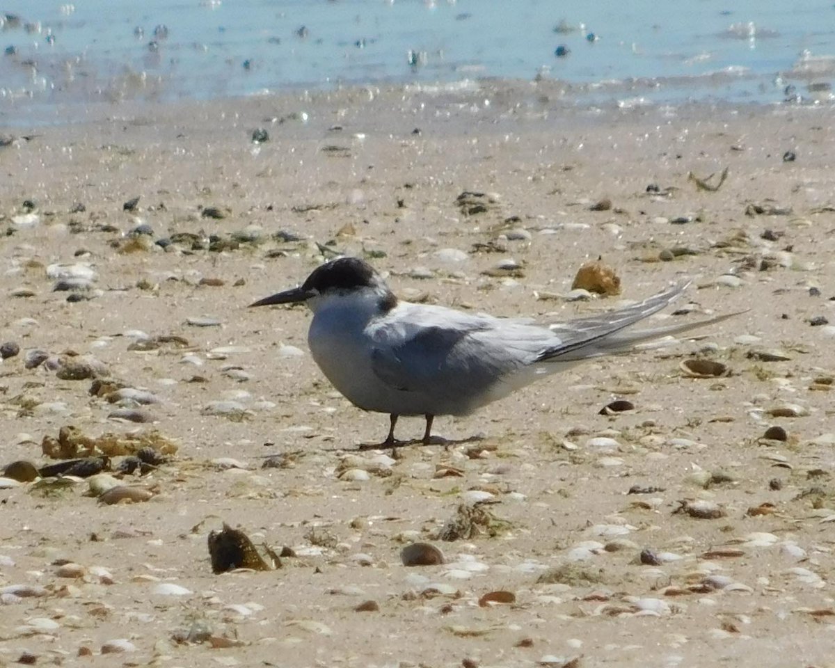 AndPerth's tweet image. I was very happily surprised to see this Artic Tern a few weeks ago at Point Walter, #WesternAustralia. Usually if I see one there is a strong wind and its a stormy wintery day, rather than a sunny still day!
#birds #birding #BirdsSeenIn2023