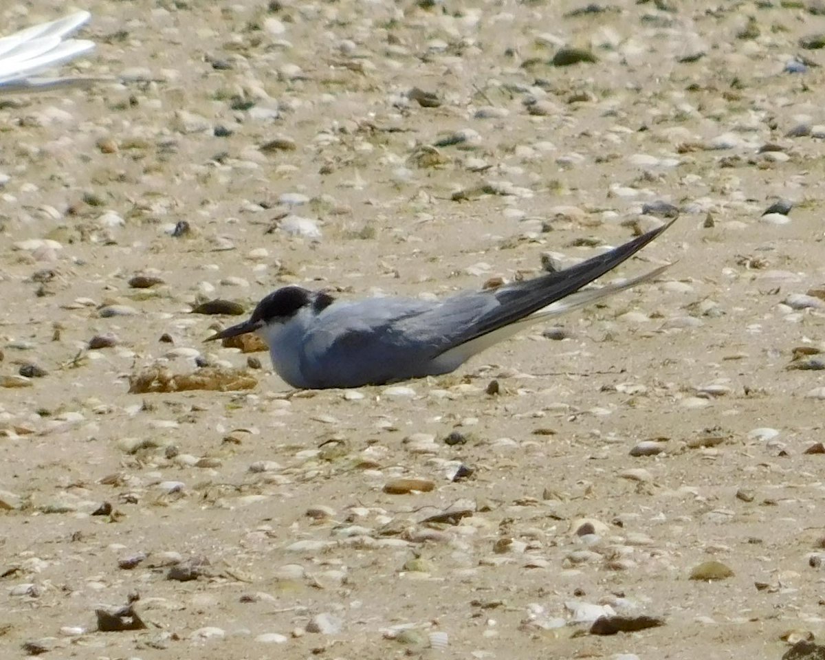 AndPerth's tweet image. I was very happily surprised to see this Artic Tern a few weeks ago at Point Walter, #WesternAustralia. Usually if I see one there is a strong wind and its a stormy wintery day, rather than a sunny still day!
#birds #birding #BirdsSeenIn2023