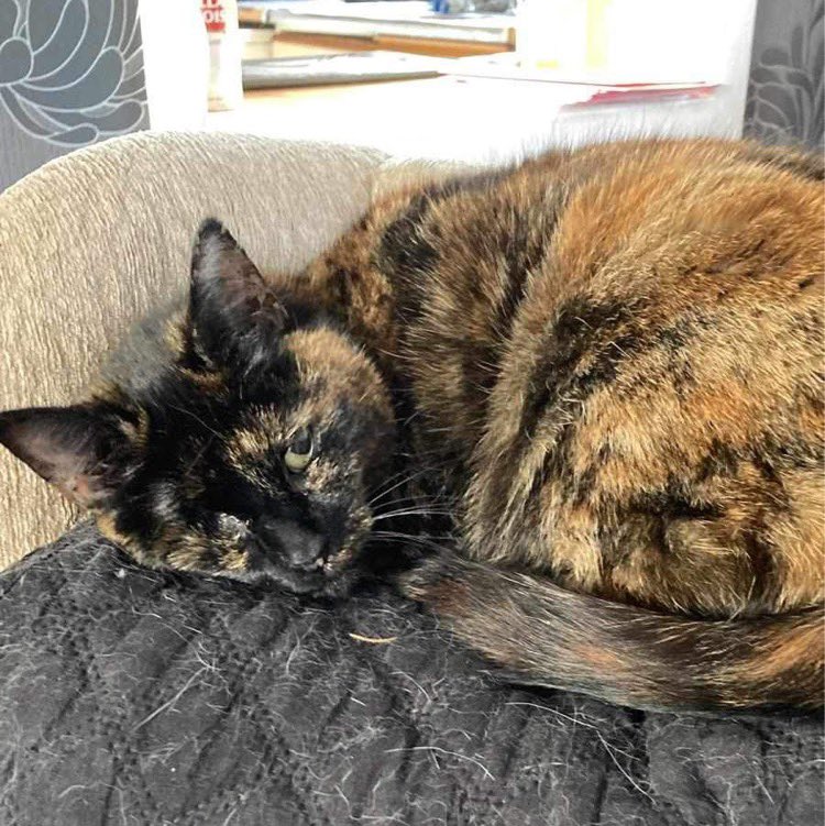LisaJennie's tweet photo. @SusanCalman @pippa_redmond This is our Poppy, she only has 1 eye since last year when someone shot her in the face. Doesn’t stop her being cute though xx https://t.co/k2b2jwhpfq