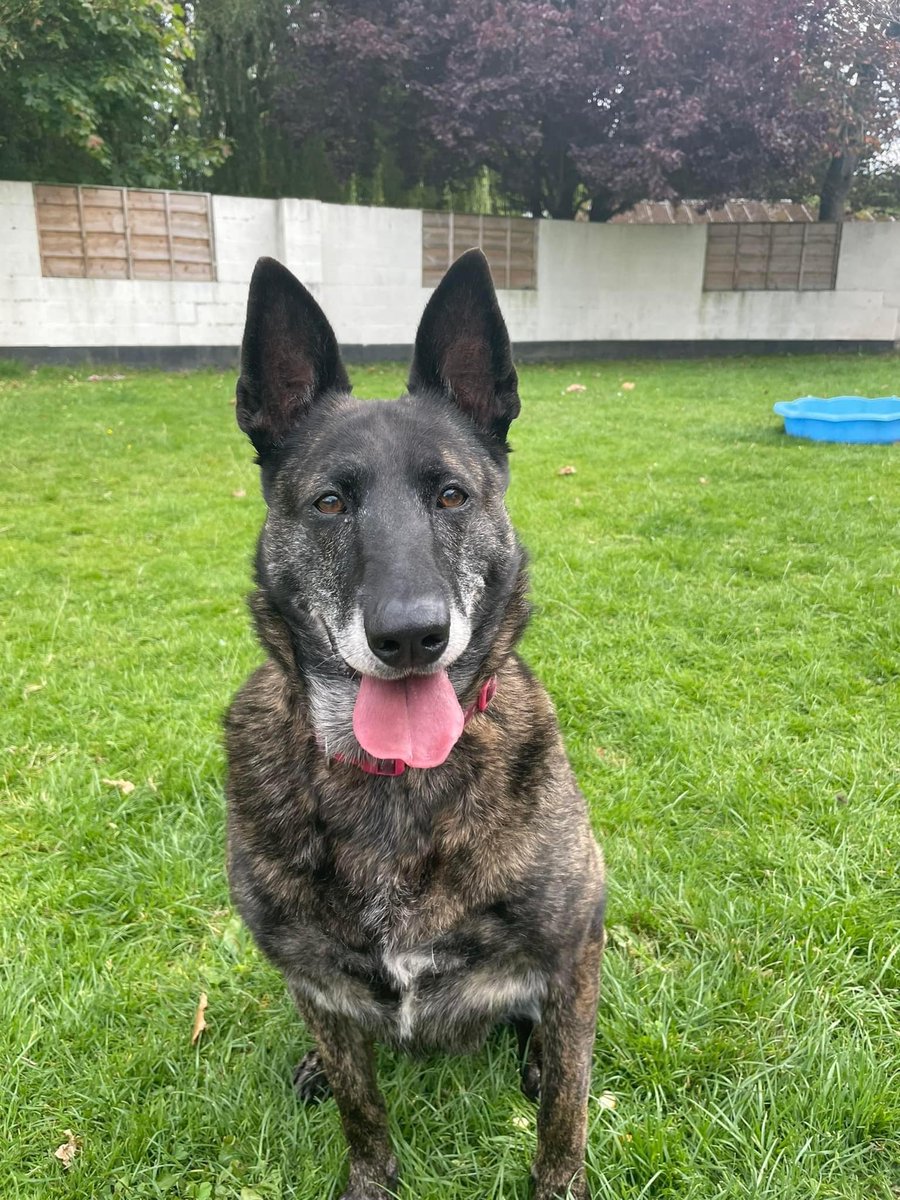 Please retweet to help Tilly find a home #CHESHIRE #UK  
She has been in the kennels for 4 years 💔
Tilly needs to be the only pet but can live with older children. She really deserves a second chance, please share
DETAILS or APPLY👇
gsrelite.co.uk/tilly/ 
#GermanShepherd