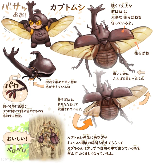 カブトムシ こびとむし のカブちゃん🌳🍃(2/2)