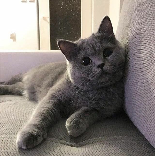 lillilkon's tweet photo. CGIS | #จิงิอิซา meow?

“ถึงจะรู้ว่าหนูน่ารักมากก็เหอะ แต่หนูไปตกแมวบ้านอื่นมาได้ไงเนี่ย“ 

อิซางิอุ้มเจ้าขนฟูขึ้นมาลูบหัวอยู่สองสามทีก่อนจะปล่อยกลับให้ไปเดินเล่มตามเดิม พลางเหลือบมองแขกไม่ได้รับเชิญที่ยืนนิ่งที่หน้าประตู

“มาตามลูกสาวคนอื่นแบบนี้ได้ไงกัน กลับไปได้แล้ว” https://t.co/tzSjerUlo3