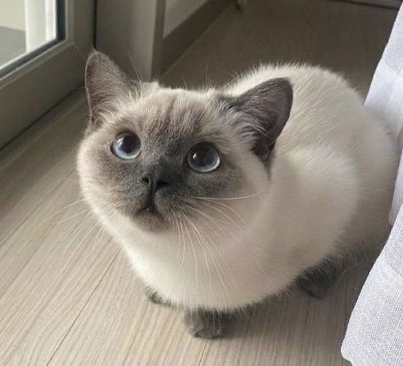 lillilkon's tweet photo. CGIS | #จิงิอิซา meow?

“ถึงจะรู้ว่าหนูน่ารักมากก็เหอะ แต่หนูไปตกแมวบ้านอื่นมาได้ไงเนี่ย“ 

อิซางิอุ้มเจ้าขนฟูขึ้นมาลูบหัวอยู่สองสามทีก่อนจะปล่อยกลับให้ไปเดินเล่มตามเดิม พลางเหลือบมองแขกไม่ได้รับเชิญที่ยืนนิ่งที่หน้าประตู

“มาตามลูกสาวคนอื่นแบบนี้ได้ไงกัน กลับไปได้แล้ว” https://t.co/tzSjerUlo3