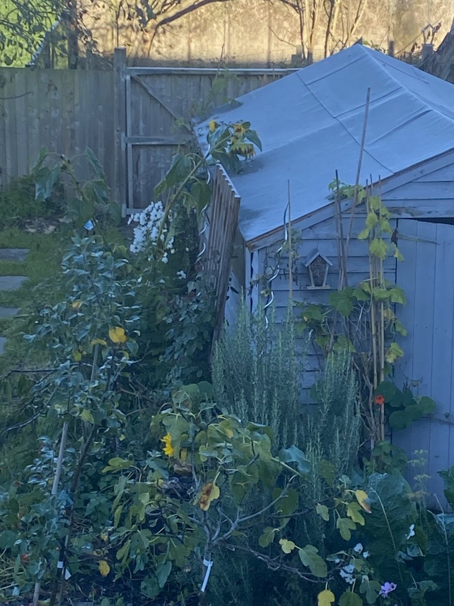 Aaagggh! First frost. Very unexpected. Thought I had another week. Stinking cold. 🤧🤧 shall dash about after 14th cup of tea bringing everything in. banana plant threw me very dirty look. #gardening ⁦<a href="/GWandShows/">BBC Gardeners World</a>⁩