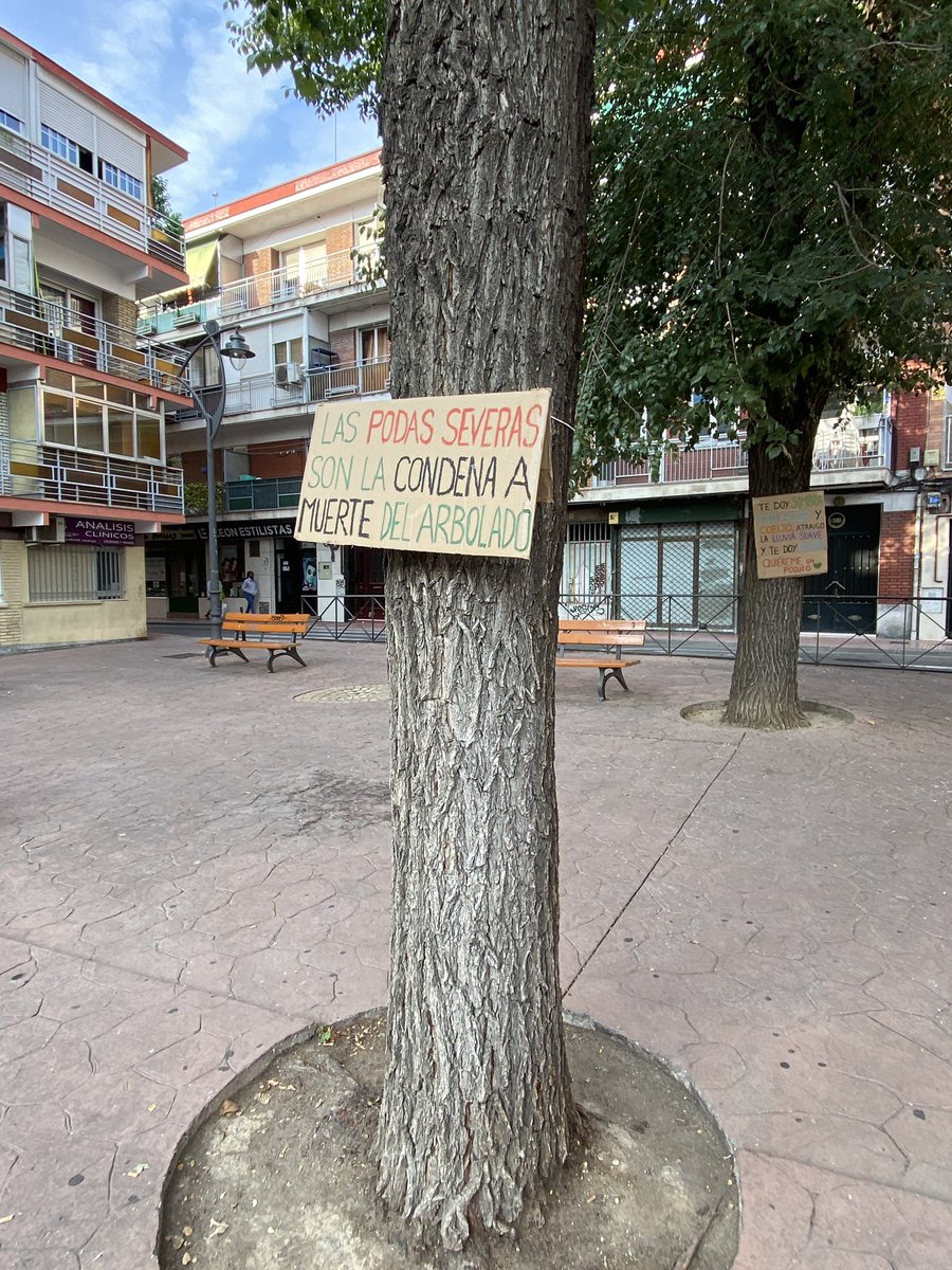 jorgemrosell1's tweet photo. @aytogetafe @sara_heba #getafe #CambioClimático #arboles
Por favor, queremos árboles de verdad, que den sombra y parad las podas masivas y sin sentido, son las que destrozan a nuestros árboles y nos dejan sin sombra. Más arboles. https://t.co/FsvC9vxano