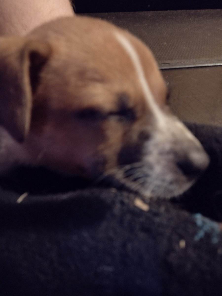 Android2An's tweet image. 🥳🥳🥳🥳🥳 #SmallBusinessMonth #DogObsessed #FYP  
Original: theacemthjunkyt