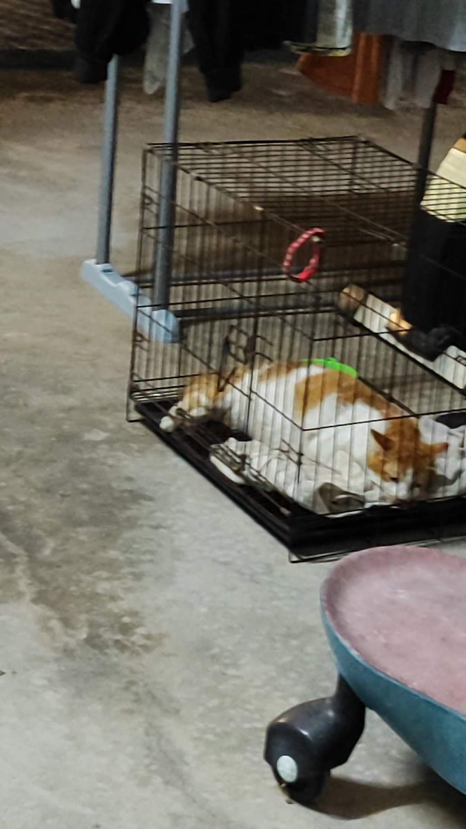 HeiHei_afattyblack cat tweet media