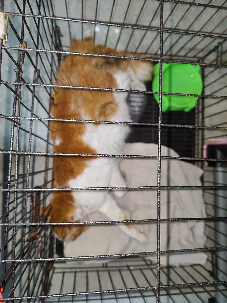 HeiHei_afattyblack cat tweet media