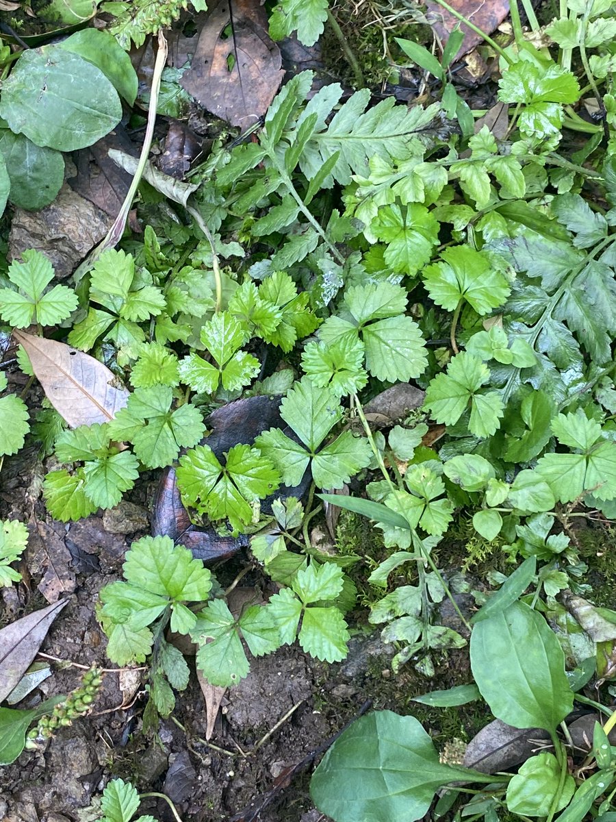 「今日は佐川まで行ってました。司牡丹の工場があって、とても良い香りがしたので綾さん」|宮崎 温のイラスト