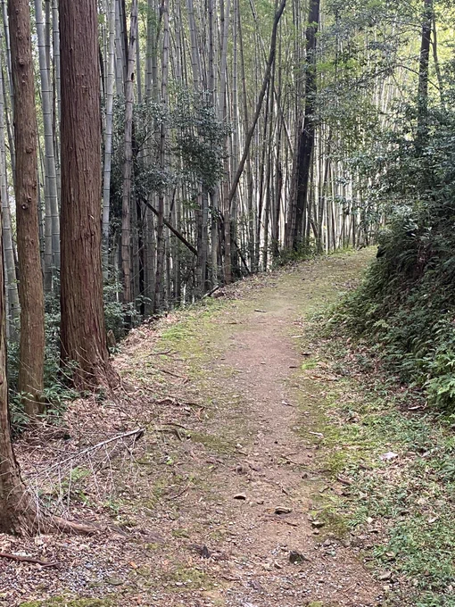 今日は佐川まで行ってました。司牡丹の工場があって、とても良い香りがしたので綾さんが好きなにおい…と思いながら街を歩き、金峰神社まで階段を200段ほど登って参拝し、元気なバイカオウレンを確認。200段なんてへっちゃらさ!と思っていましたがめちゃくちゃ疲れた笑