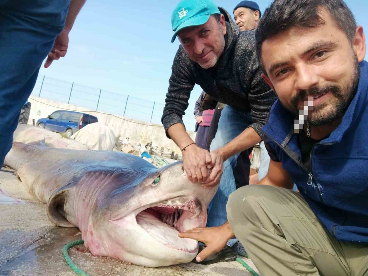 kuzeyormanlari's tweet photo. Marmara Denizi tüm gücüyle yaşamak ve yaşatmak için direniyor ama ona layık görülen bu.

Bursa Gemlik Körfezinde denizi tahrip eden gırgır ağına 3.5 metre boyunda 1 ton ağırlığında camgöz köpekbalığı takıldı.

Endüstriyel avcılık Marmara Denizi'ni böyle öldürüyor. https://t.co/Xvic8xMzmg
