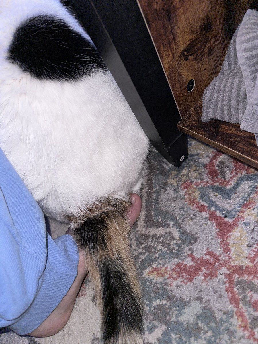 this is “my cat sat her asshole directly on my foot”