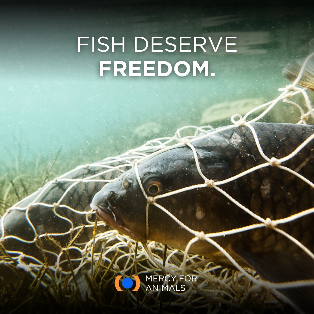 MFA_India's tweet image. The fishing industry is animal cruelty on a massive scale, and it's destroying our oceans at an alarming rate.

Take action for animals and the planet by choosing more fish-free, plant-based foods! 🌊🐟 

#FriendsNotFood #SaveTheCcean #FishFree #VeganFish #VeganSeafood #NoFishing