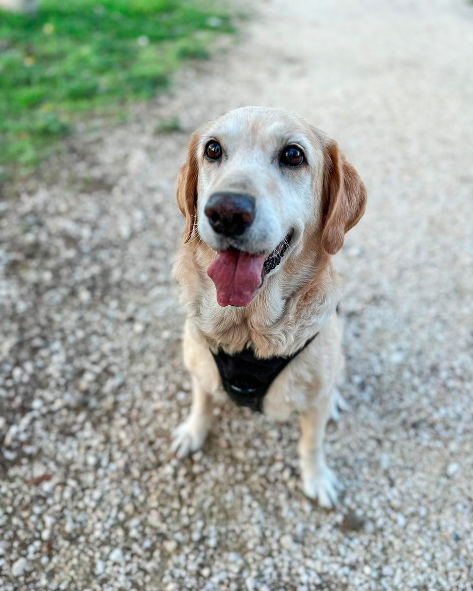RCDEspanyol's tweet image. Esta es 𝐓𝐄𝐑𝐑𝐀 😍

8 años. Una luchadora. Se la encontraron en una cuneta en Cádiz después de que la usaran para criar 💔

🏡 Es súper buena y está deseando encontrar una familia que la cuide como se merece  🫶

ℹ️ @ProGolden_ // info@progolden.es