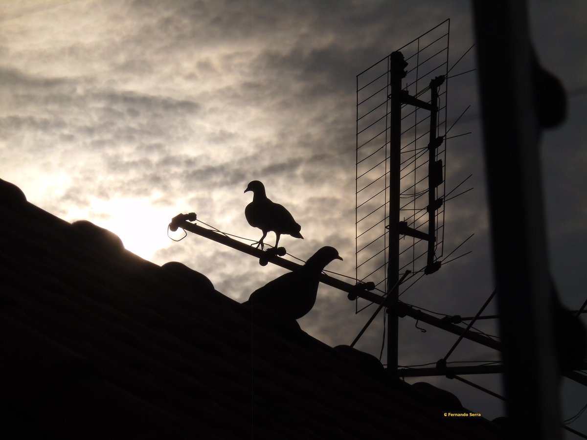 cloud_hunters's tweet photo. Fernando Serra,
Brasil, Campinas, SP,
01_682ª CAPA DO GRUPO,
Campinas, SP
#anuariocloudhuntersVII
#cirruscapa
#cloudhunters
#cloudhunterscalendario
#cloudhuntersgroup
#cloudhuntersoficial
#cloudhuntersstore
#clouds
#fotodasnuvens
#fotodenuvem
#fotonuvem
https://t.co/WzmYIKhBqN https://t.co/KhjtF3o4Cc