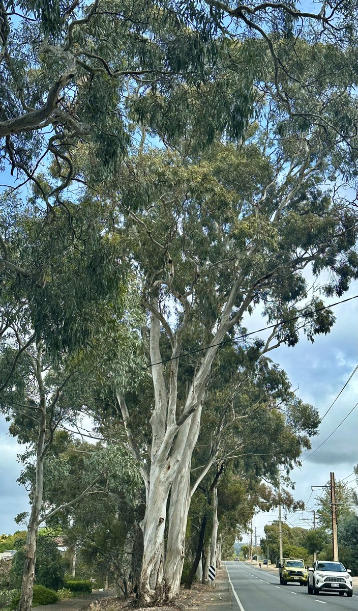 Nearby street yesterday #SilverTrunkSunday #urbantrees