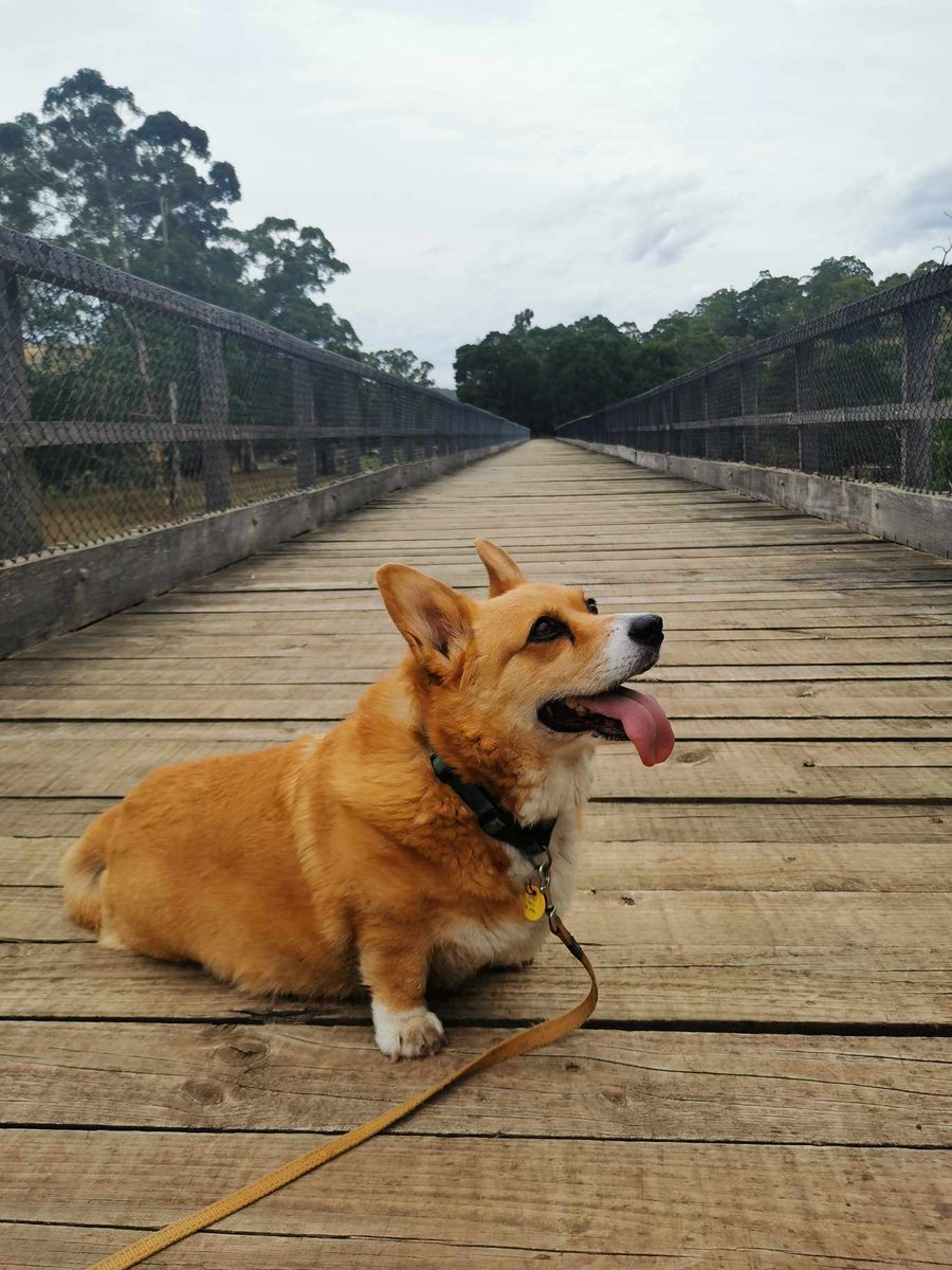 leadflanders's tweet image. I don't have many people on here but on Friday I had to send my sweet girl across the rainbow bridge and I've never felt such pain in my life. As a father I feel as though I've lost a child. Happy trails Opie. Until we meet again