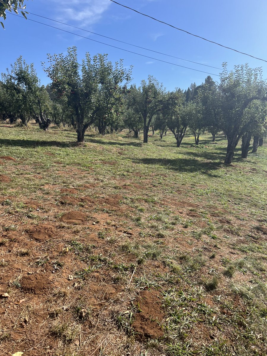 Apple Hill, Camino? CA
#applepicking #apple #fall