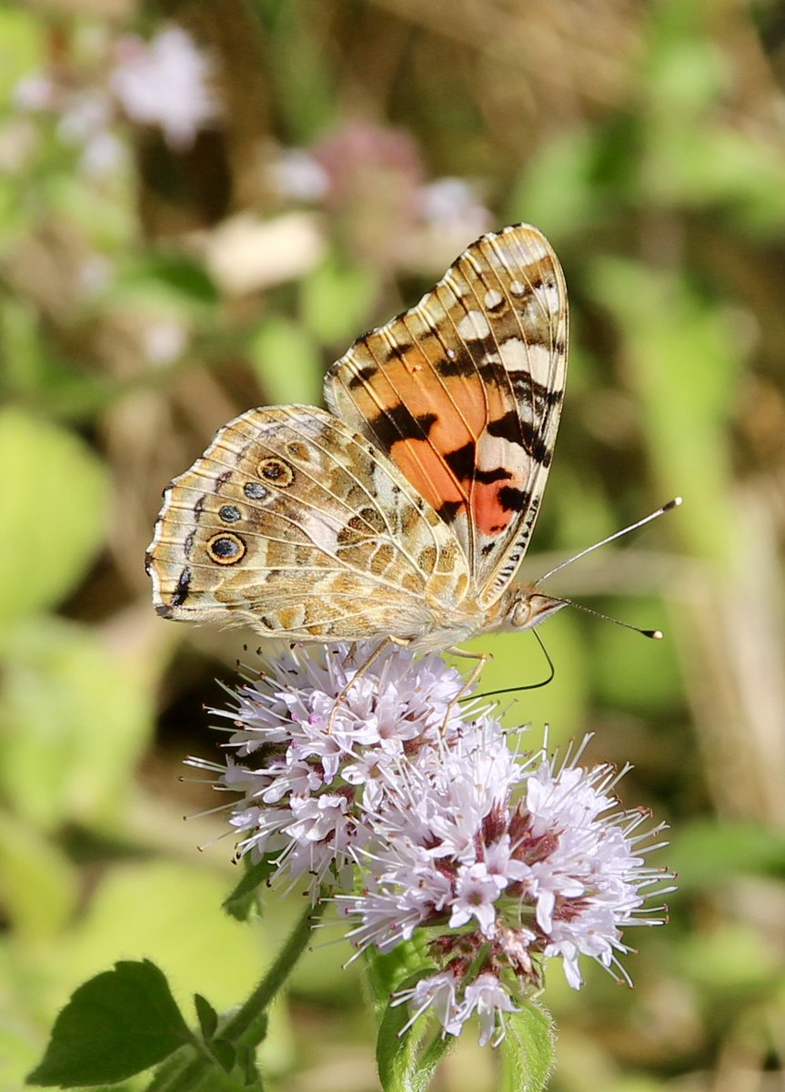 ChroniqueJardin's tweet photo. Papillon d'octobre. La Vanesse des chardons, alias la Belle dame, sur une inflorescence de menthe aquatique. #Papillon #FleursSauvages #PrairiesHumides #Automne #MaraisPoitevin https://t.co/ycJUBmkAoY