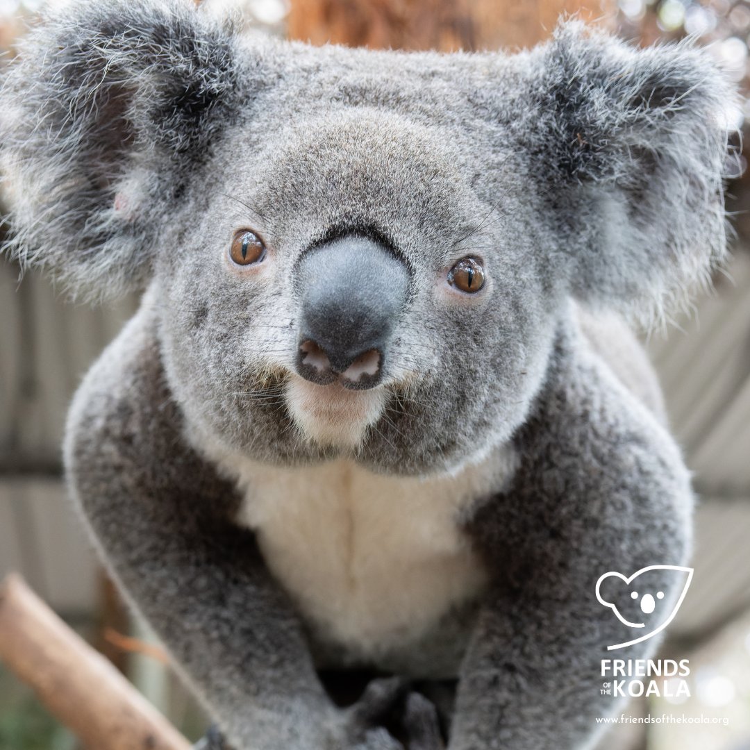Friends_Koala's tweet photo. Our 3 permanent residents at #FOK are loving life. They're just the cutest - Meet Charlotte, Ivy and Hope #koalacuddle #koalalove https://t.co/2A8nDUiYW7