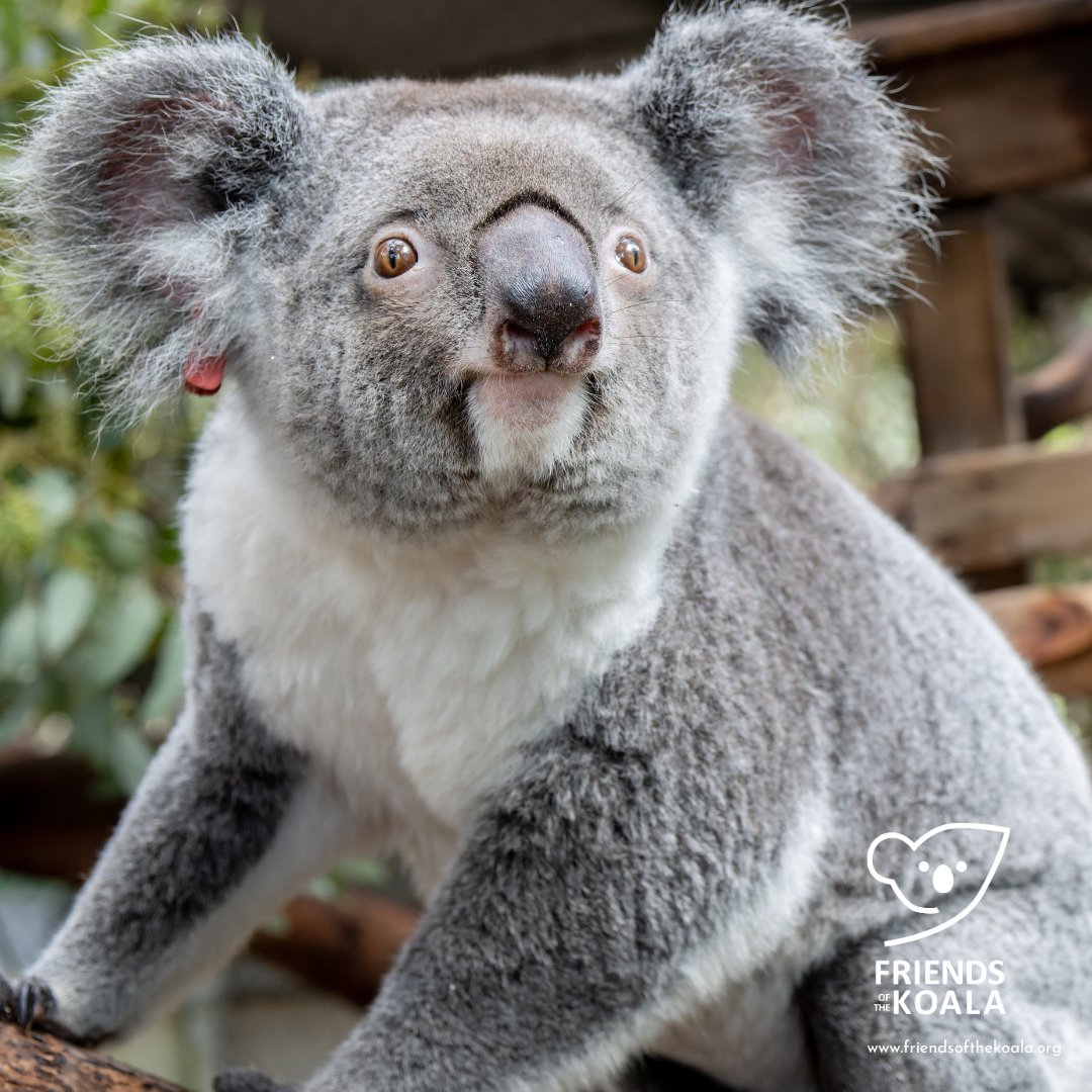 Friends_Koala's tweet photo. Our 3 permanent residents at #FOK are loving life. They're just the cutest - Meet Charlotte, Ivy and Hope #koalacuddle #koalalove https://t.co/2A8nDUiYW7