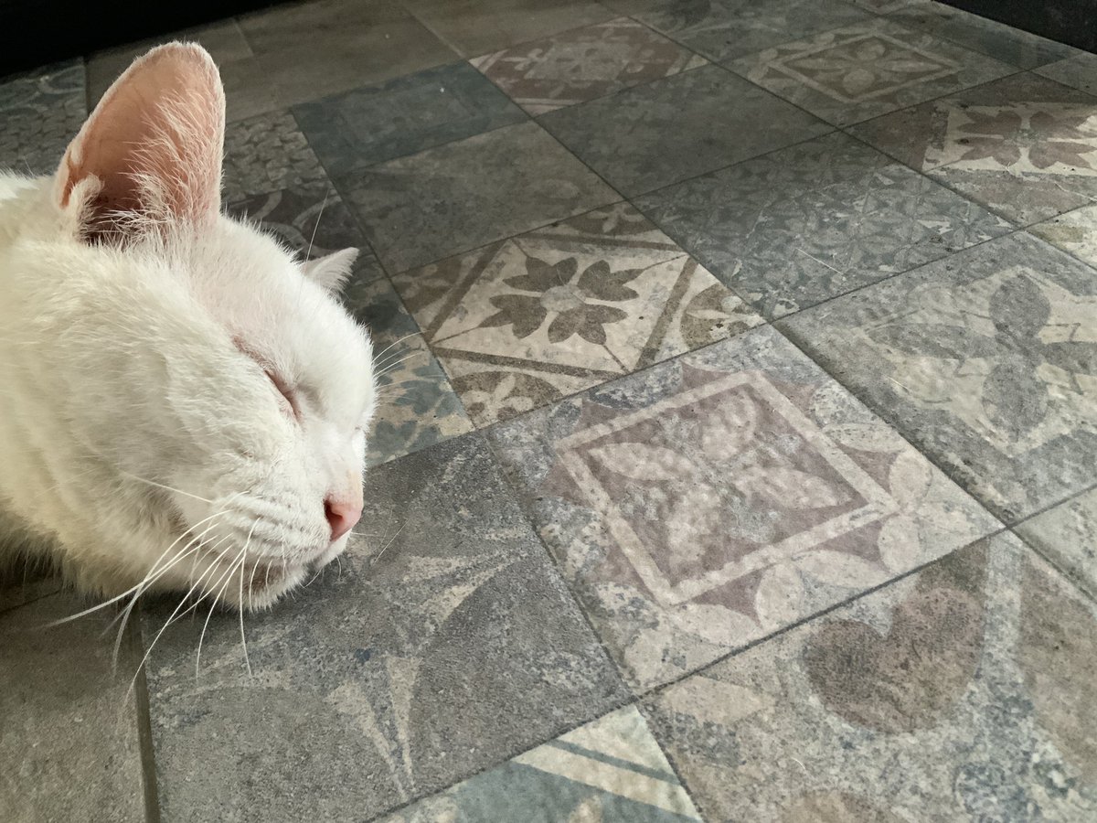 foowitty's tweet photo. Lazy Sunday 😻💤 
#ขาวมณี #cats #loveable https://t.co/T9FslYKnoQ
