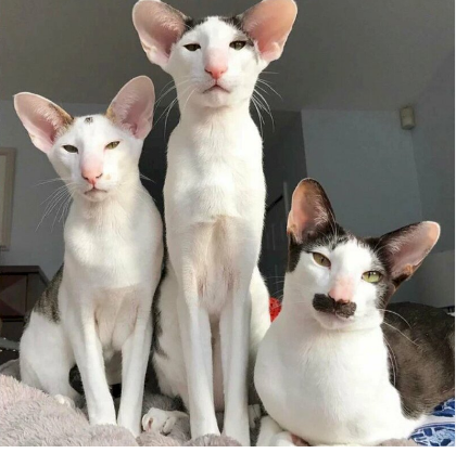 Cat.eth tweet media