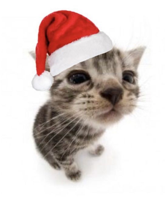 Kika_dabs's tweet photo. We nead to mentaly prepare for the christmas update next   #royalloween #royalehigh https://t.co/Y1x51kn2Rg