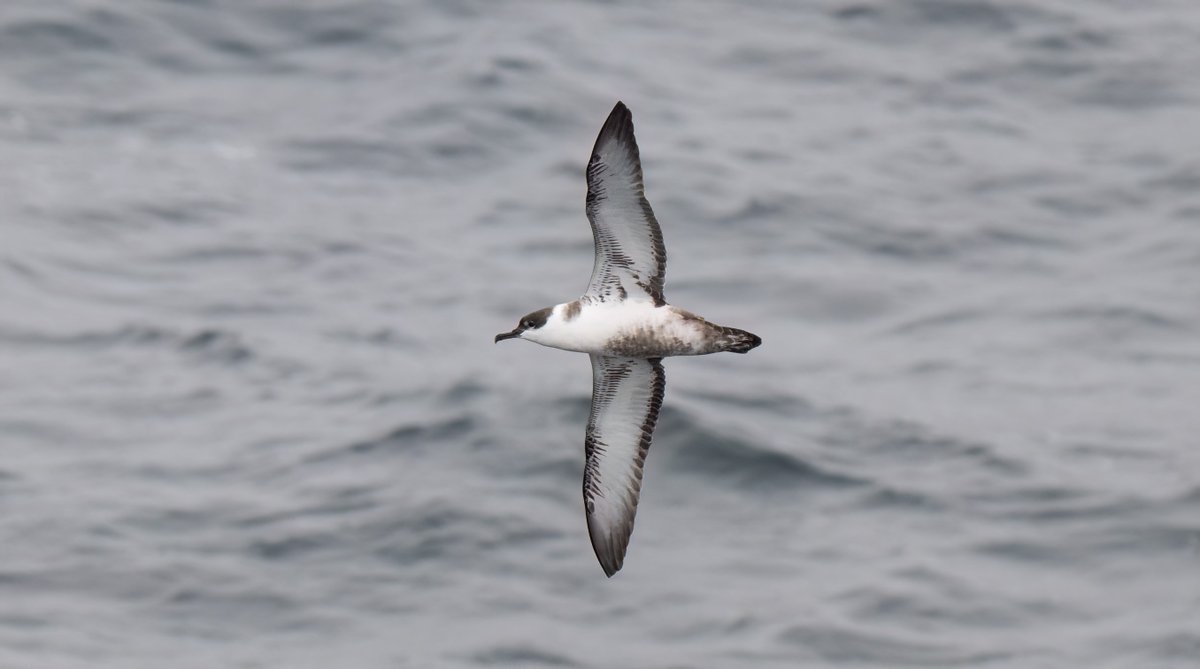 The latest update from our surveyor onboard CEFAS Endeavour for @PelticSurveys 2023 can be found here - sounds like there have been quite a few Cory's and Great Shearwaters marine-life.org.uk/post/peltic-20…