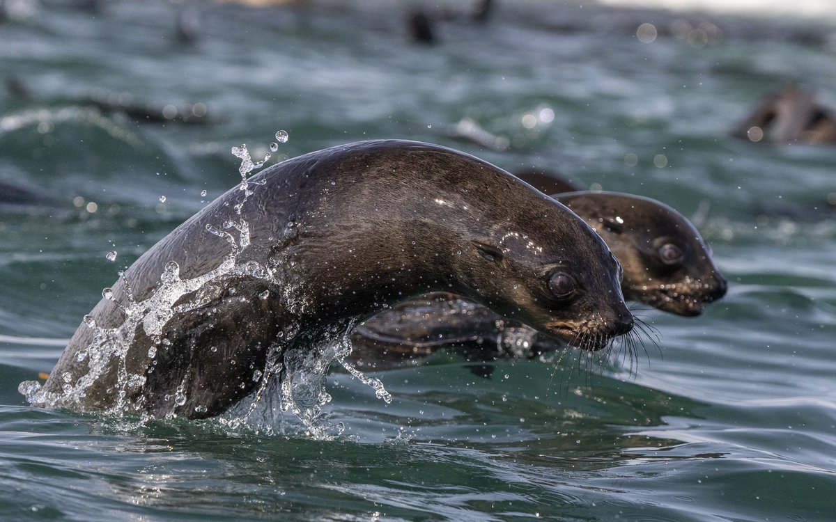animalocean's tweet photo. Who doesn’t love to jump and play? 

These Cape Fur Seal can gain quite a speed to launch themselves out of the water with their friends! 🚀🦭

Join us for an epic ocean adventure and snorkel with these playful animals!

#sealsnorkeling #seal #seals #sealion #sealions #snorkel https://t.co/Rc1AJJxh77