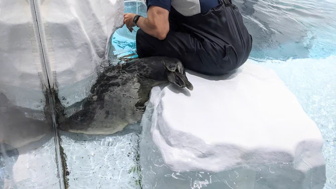 掃除する飼育員さんに戯れるみぞれ氏 