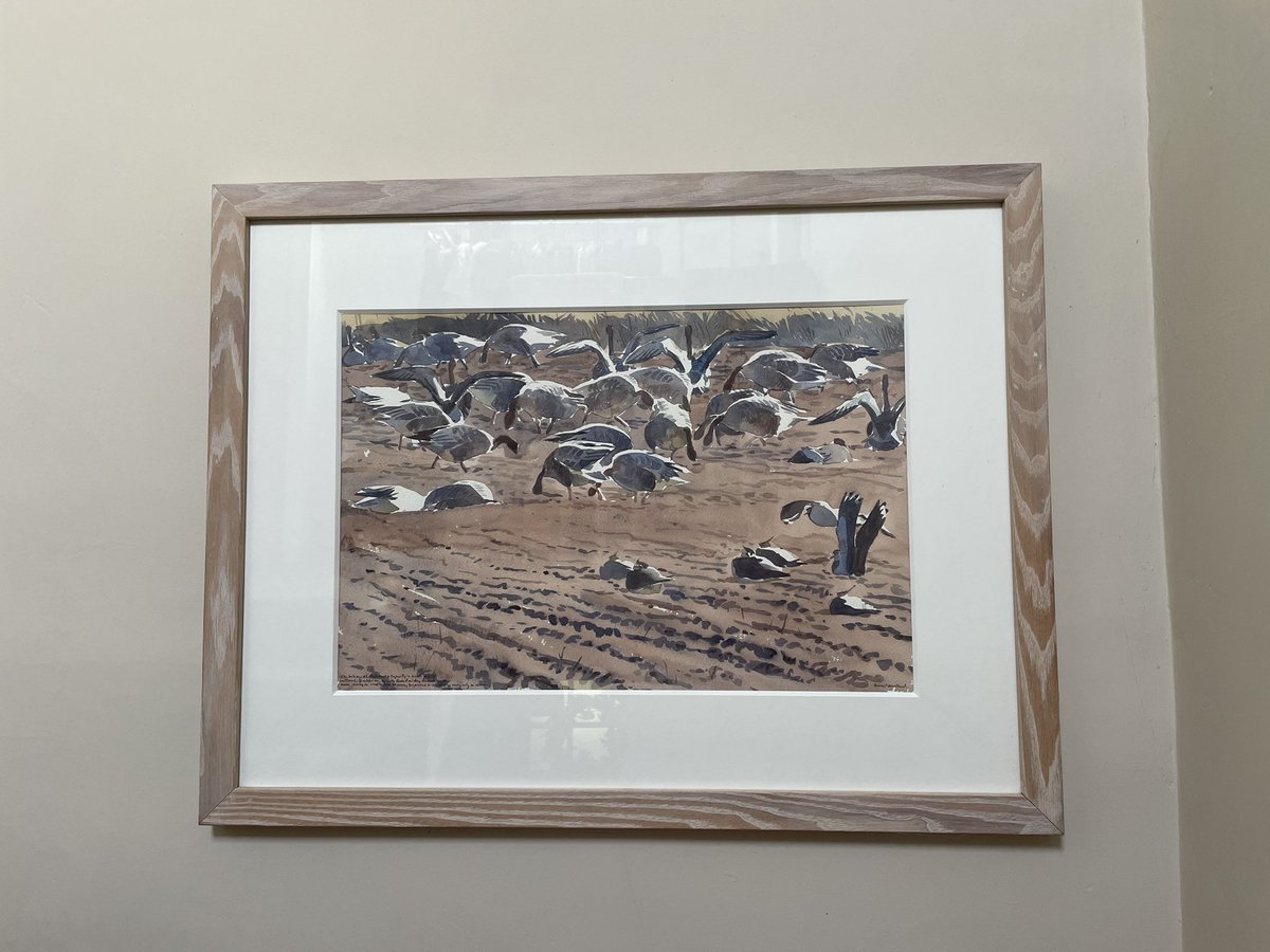 RagAndHome's tweet photo. @DarrenNWoodhead 20 years ago today!
The geese on their autumn stop over in East Lothian. https://t.co/iJMkA6uVPZ