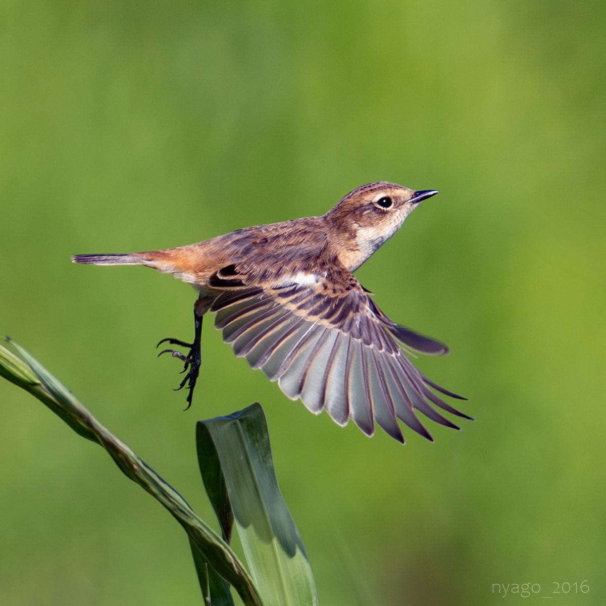 nyago_2016's tweet photo. #ノビタキ さん #飛翔 ♪
#siberianstonechat #flying #takeoff #flyoff
#鳥 #野鳥 #bird #wildbird https://t.co/yXpHd5PBAN