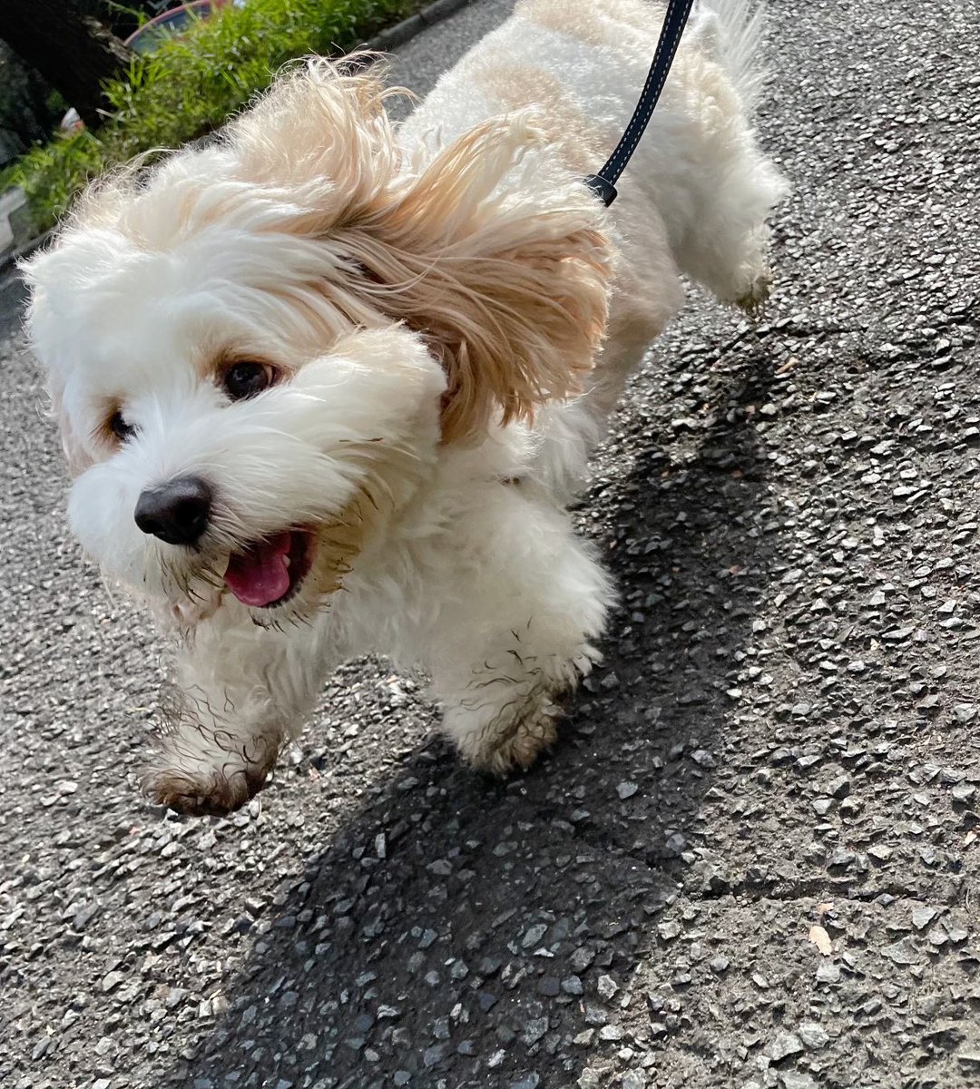 miiiiyayuki's tweet photo. 泥んこになるほど楽しんだ朝のお散歩🐶🐾🎵 https://t.co/mp8RoXolGF
