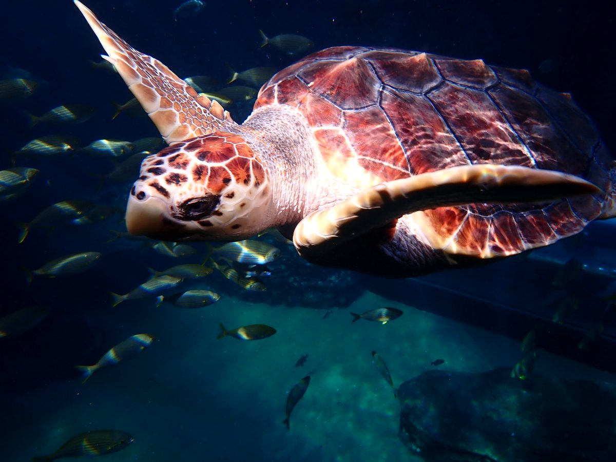 2OceansAquarium's tweet photo. Did you know that #loggerheadturtles are indigenous to #SouthAfrica? 🇿🇦🐢 They nest on the beaches in northern KwaZulu Natal between November and January, laying up to 130 eggs. The hatchlings join the warm Agulhas Current shortly after. 🌊#conservation #twooceansaquarium #turtle https://t.co/yDy8foJf0j