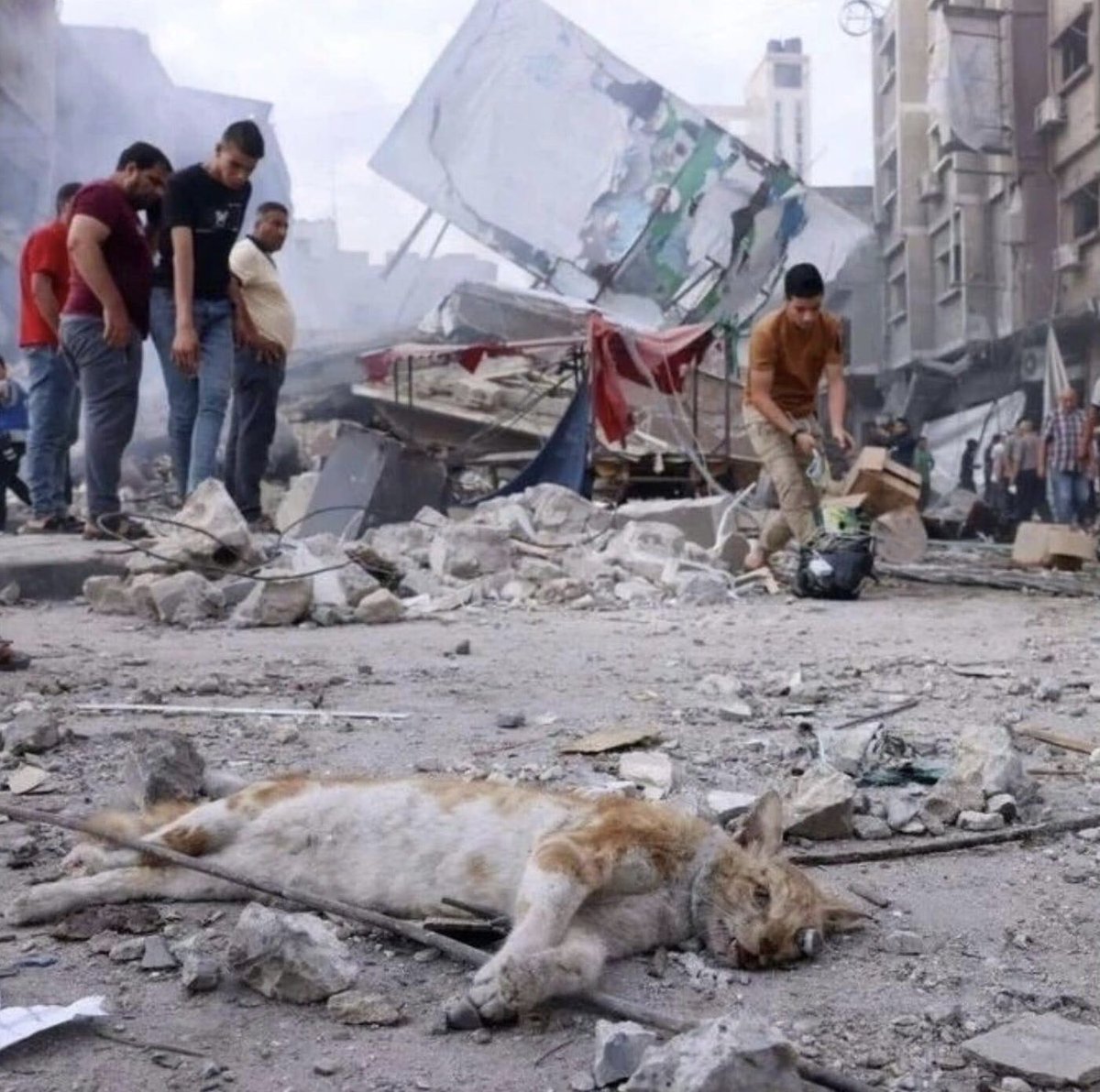 Heartbreaking 💔 😢 

The suffering and loss of life of animals in a war is often totally disregarded 

They are innocent victims too

#AnimalRights ✊
#AnimalJustice ✌️

Live in peace ☮️