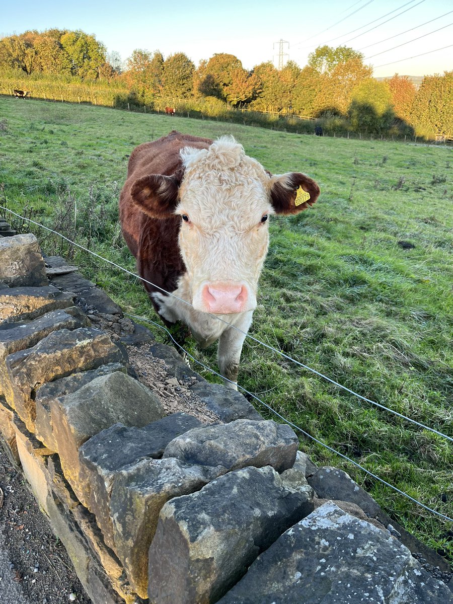 htfcrach's tweet photo. Sunday steps complete β
little bit on the chilly side but a beaut sunriseβοΈπ₯Ά the cows were not too impressed ππ #sundaysteps #stillshortsweather https://t.co/hCxkkCN8iS