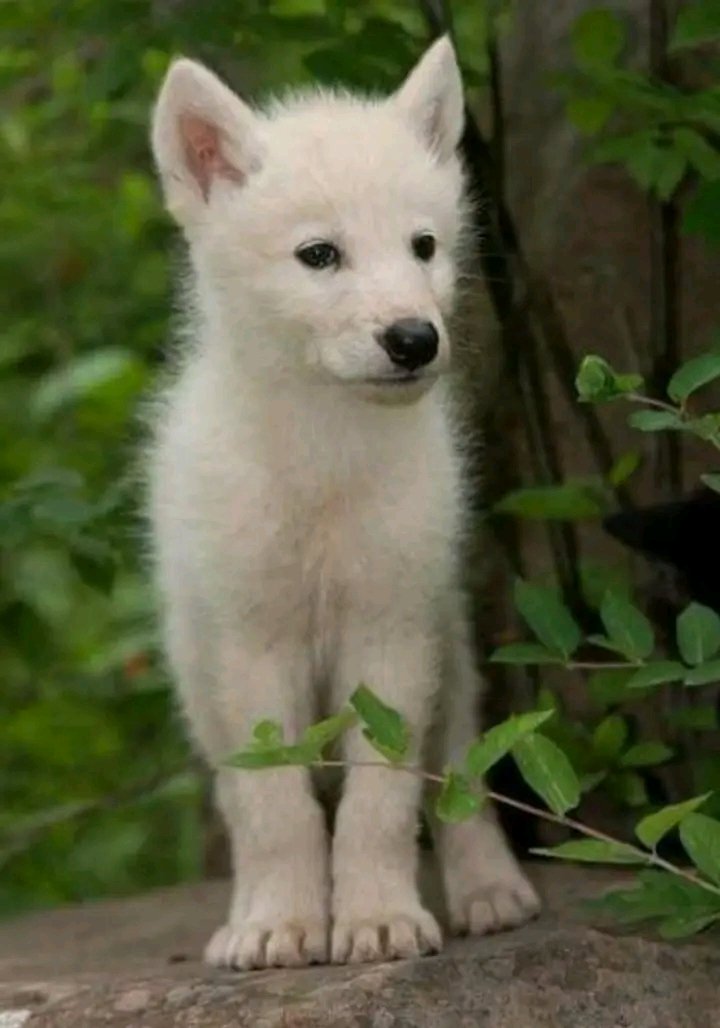 So adorable ❤️
#wolf