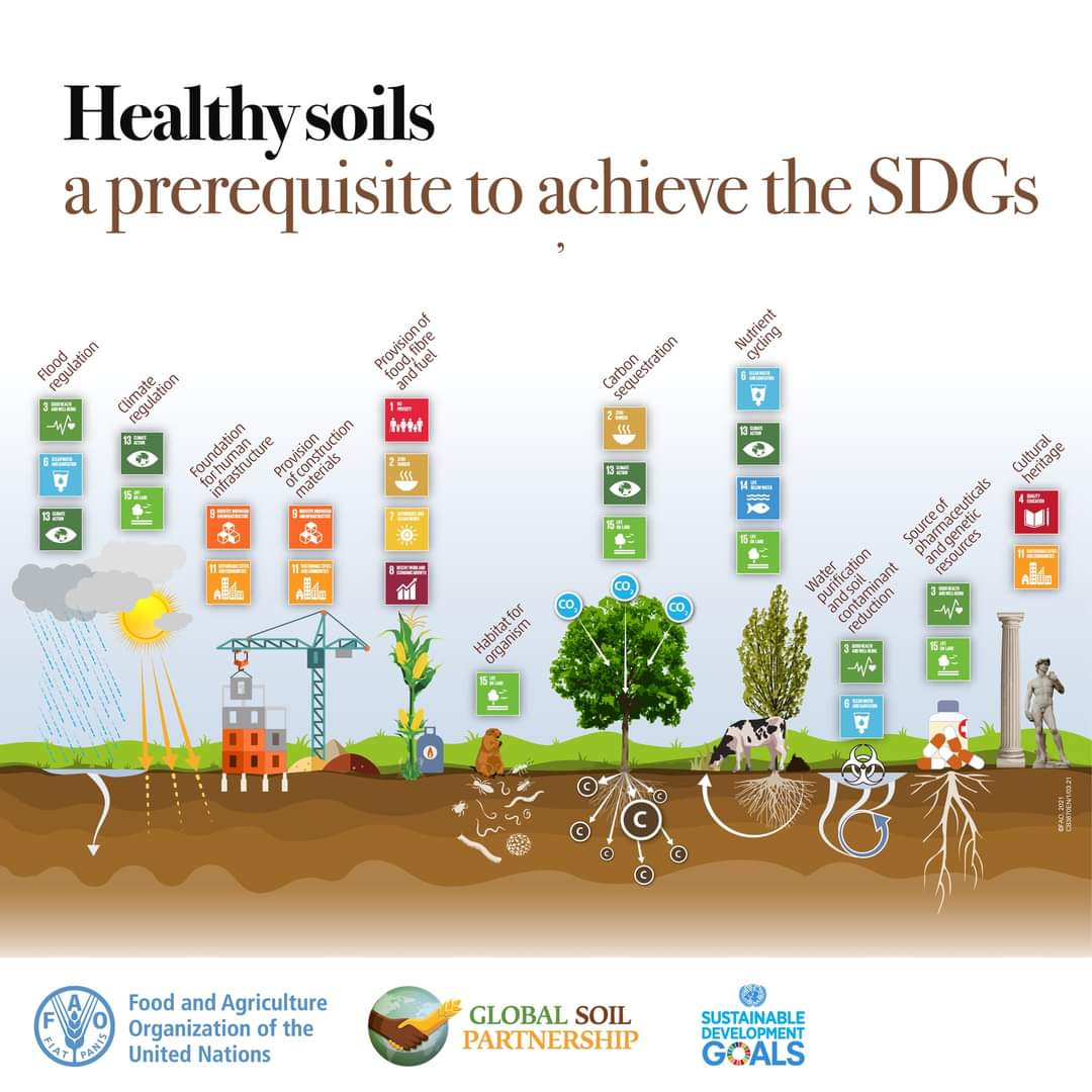 🎯 17 goals
🗓 8 years to achieve them
✨ 1 future!

Soil health is at the heart of many #SDGs! 🤎🇺🇳 Learn how healthy soils can achieve these goals by 2030  #SoilHealth
Watch:  youtu.be/7cJdyL78Js