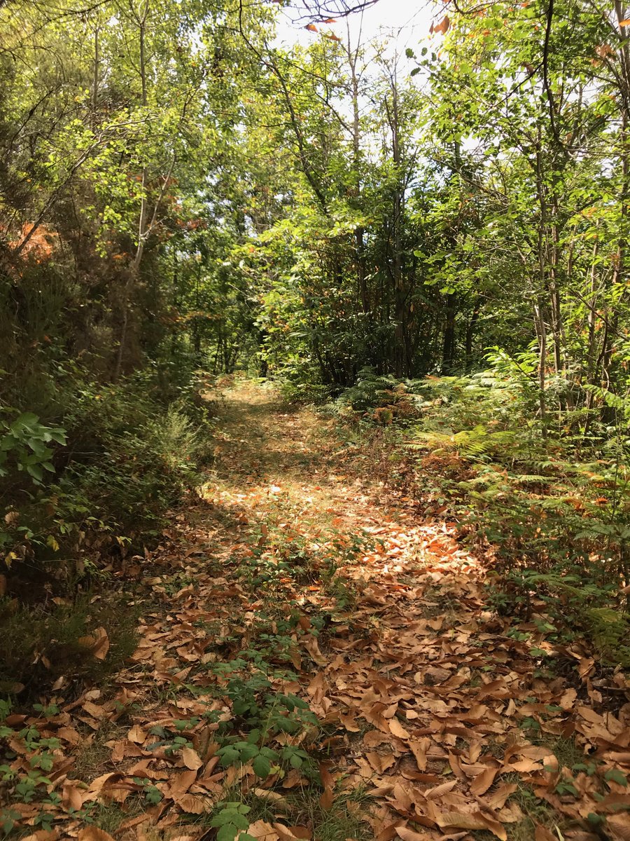 Josep París Giménez tweet media